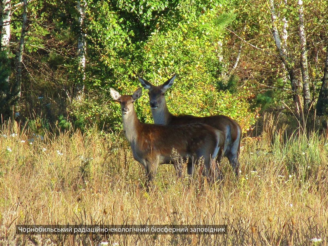 Олени заповедника