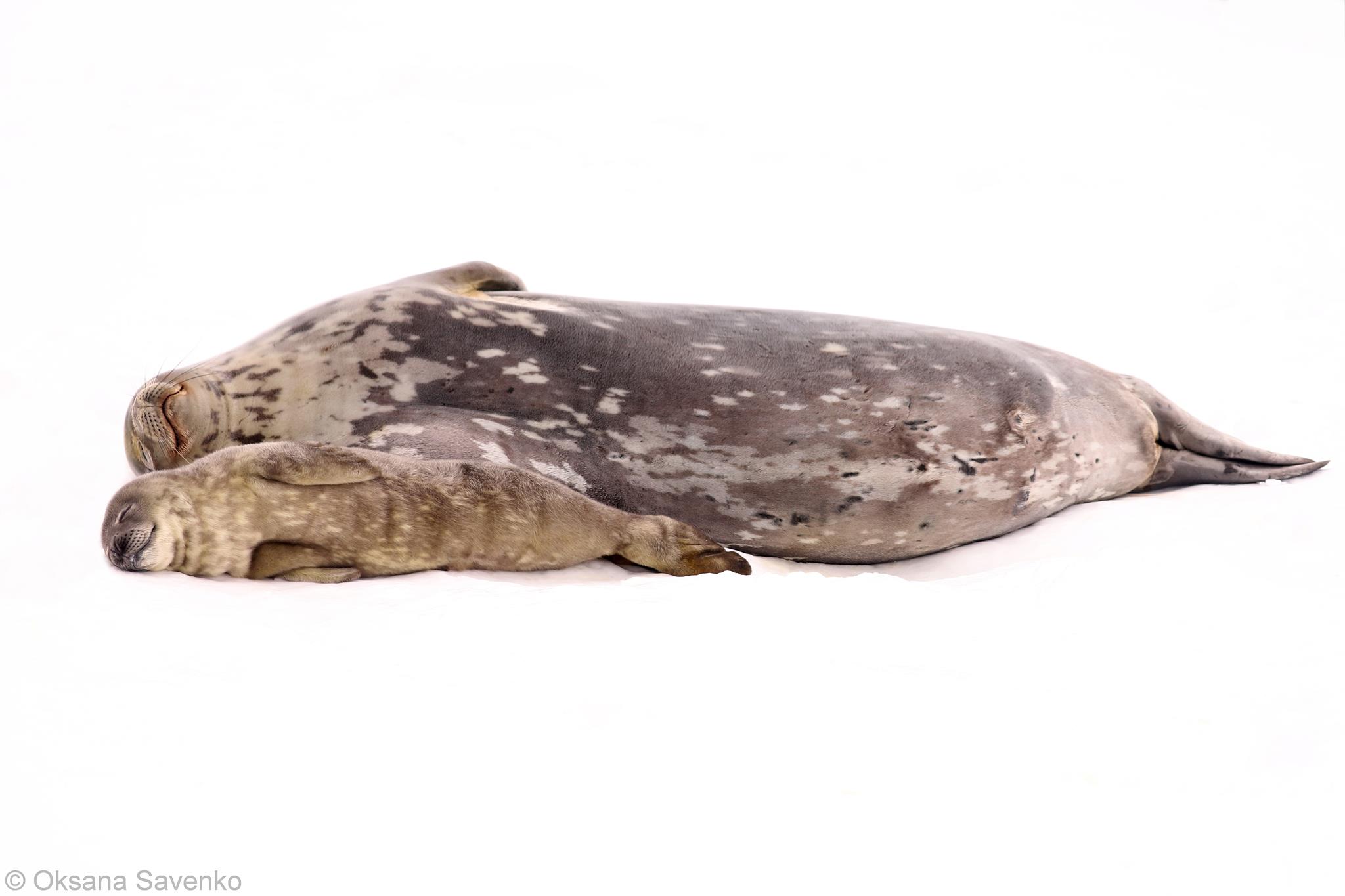 На Аргентинских островах родились тюленята. Скриншот из фейсбука Национального антарктического центра