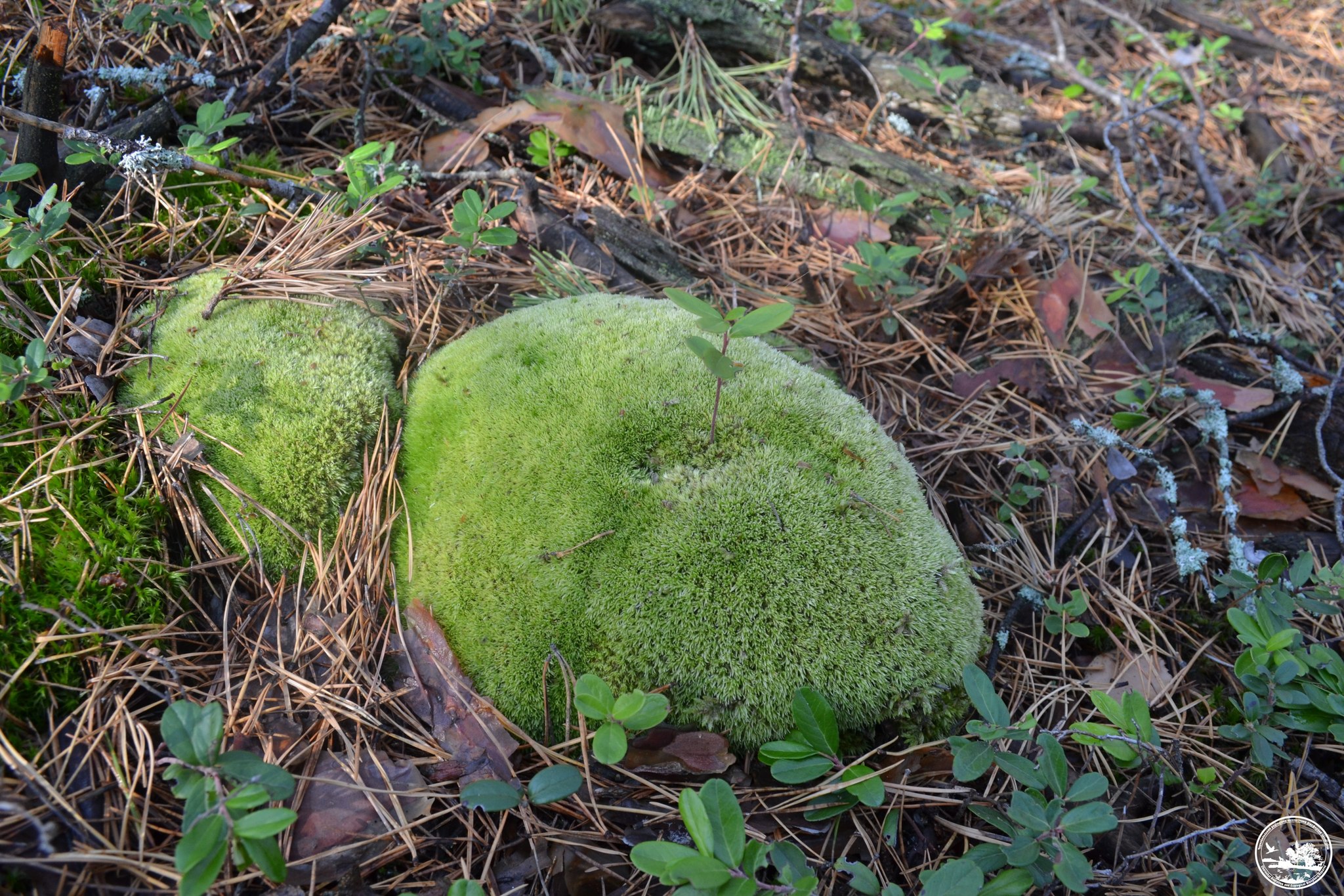 Осенний лес в зоне отчуждения