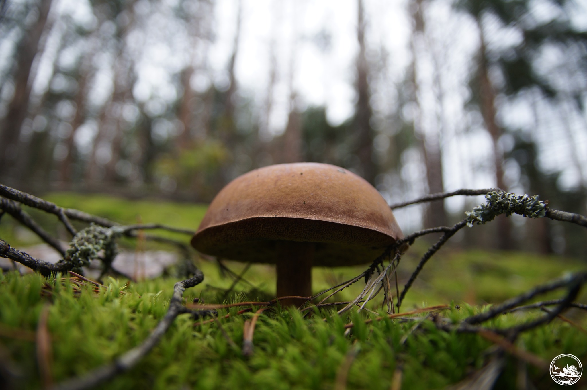 В Чернобыльском заповедники призвали не ходить в леса из-за войны и не собирать грибы