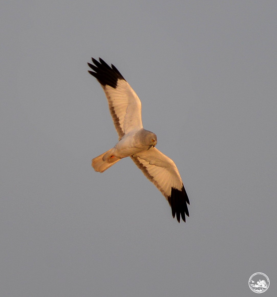 Польовий лунь, фото 1