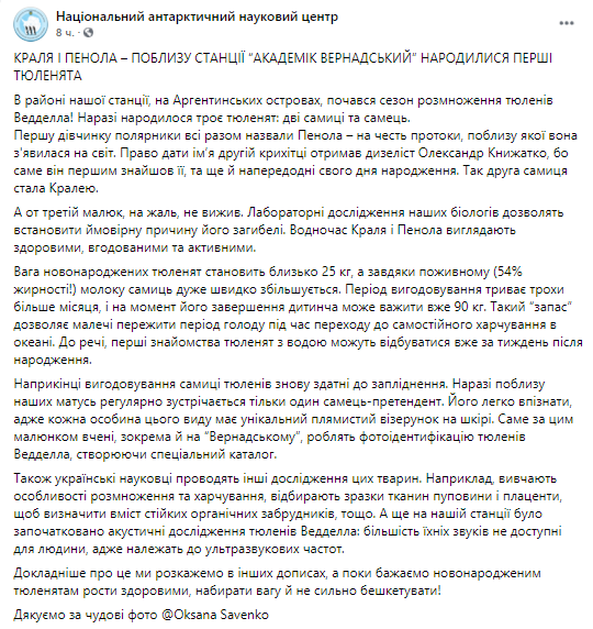 На Аргентинских островах родились тюленята. Скриншот из фейсбука Национального антарктического центра