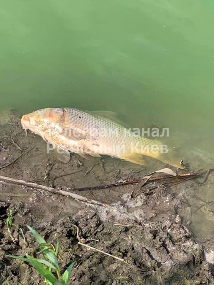 В Борисполе мор рыбы