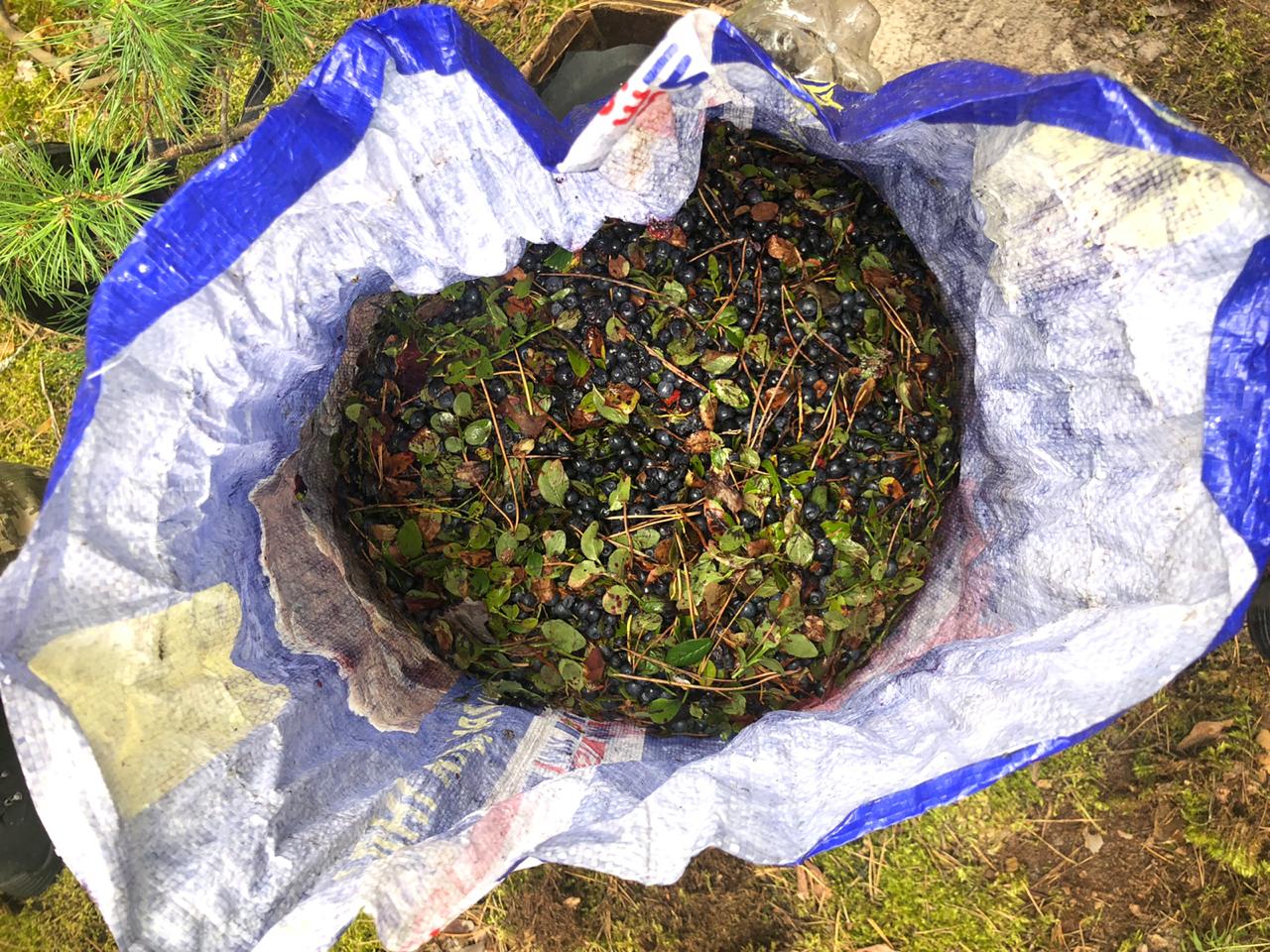 В Чернобыле у двух мужчин изъяли почти 40 килограммов радиоактивной черники