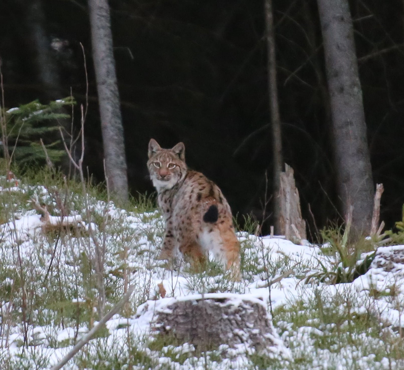 Рысь в Карпатах. Фото: Facebook / Мирон Марецкий